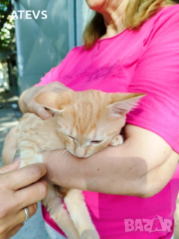 Малко рижо коте търси дом - спешно!, снимка 7 - Други - 51694320