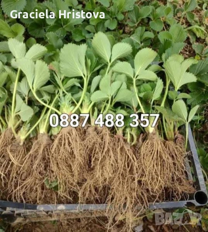 Продавам качествен разсад ягоди , снимка 16 - Градински цветя и растения - 53496428