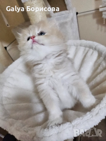 Родословни Британски котета  промоционолна цена за 8 март, деня на жената!, снимка 5 - Британска късокосместа - 53502654