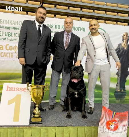 Cane Corso ELITE, снимка 13 - Кане корсо - 52355264