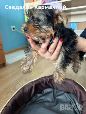 Продавам Йоркширски териер, снимка 2 - Йоркширски териер - 53752568