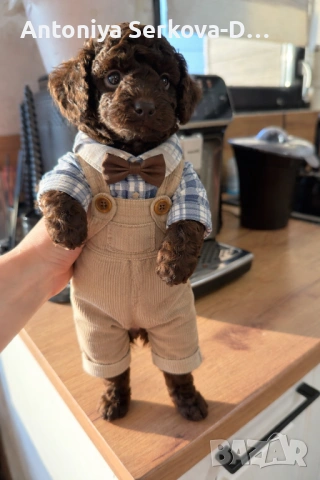 Пудел Мини/Poodle Mini