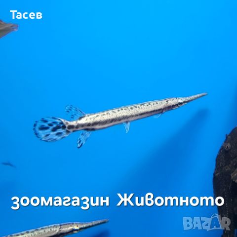 Спотет гар 10см