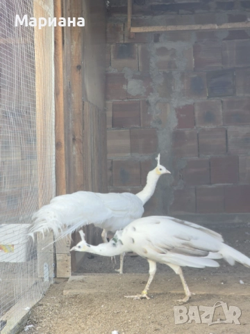 Продавам Пауни чифтове, снимка 5 - други­ - 52582349