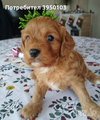 Кавапу/Мини пудел, снимка 6 - Кавалер кинг чарлз шпаньол - 52583181