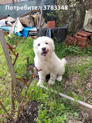 Кавказка овчарка . 