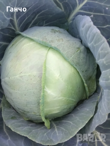 Зеле, КЬОСЕ,