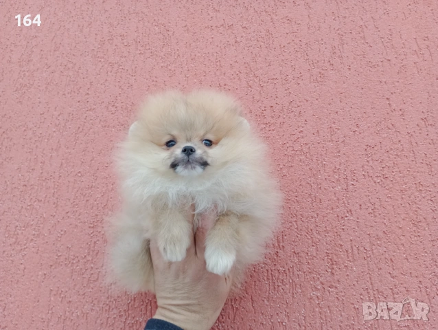 Померани. Различни възрасти !!! Реални снимки от 02.02.26 г. , снимка 6 - Померан - 53307548