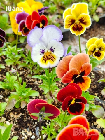 Продавам теменужки, снимка 10 - Градински цветя и растения - 54018843