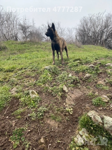 Малинуа микс, само женски , снимка 13 - Белгийска овчарка - 54108154