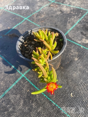 Делосперма 7 цвята, снимка 6 - Градински цветя и растения - 47933355