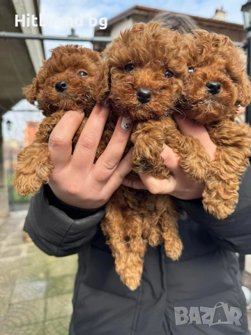 Той Пуделчета 