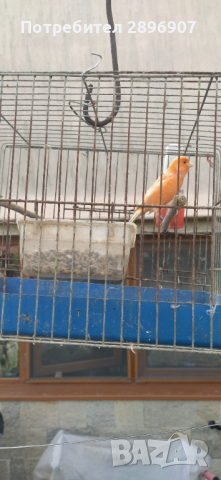 Продавам мъжки канарчета, снимка 7 - Канари - 45055817