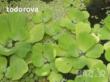 Растения за аквариум 