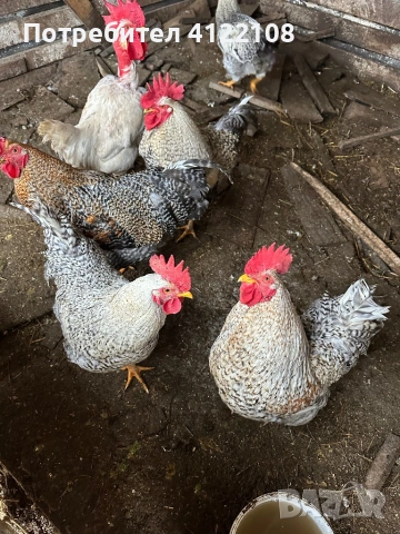 Петли за газплод, снимка 2 - За птици - 53563492