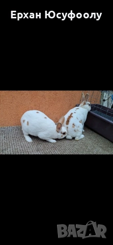 Декоративни зайчета, снимка 6 - Декоративни зайчета - 54116375