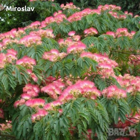 Албиция (Копринено дърво)