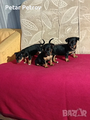 Пинчер мини , снимка 14 - Пинчер - 53690500