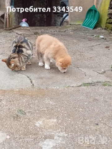  женско кученце Сао алабай , снимка 3 - Алабай - 52909299