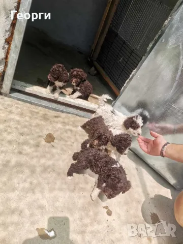 Lagotto Romagnolo , снимка 1 - Други - 46931093