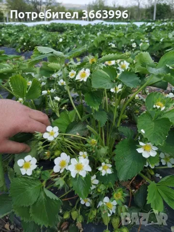 Продавам елитен разсад ягоди и малини , снимка 7 - Разсади - 40037822