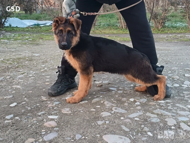 немска овчарка 