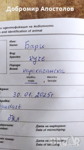 Българско овчарско куче - каракачанка, снимка 8 - Каракачанска овчарка - 53763685