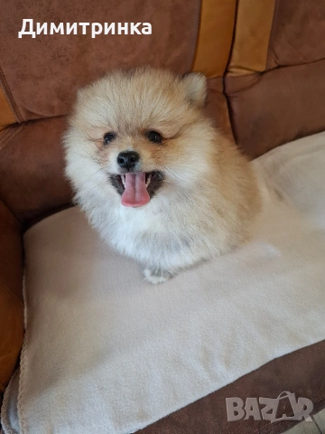 момче,ср.немски шпиц