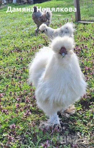 яйца от австралорп и копринка , снимка 5 - Кокошки и пуйки - 54190450