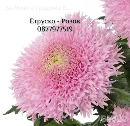 Хризантема разсад за юни месец!!, снимка 6 - Разсади - 54032482