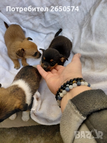 Чихо-пинчери, снимка 4 - Пинчер - 52837625