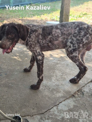 Продавам 3 кучета за трюфели, снимка 7 - Други - 53684557