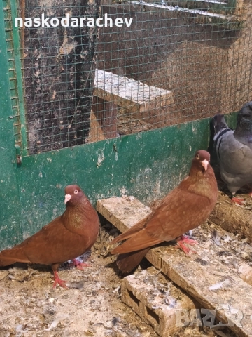 Гълъби на въртене - преметачи различни цветове, т.нар. поморийски ролери , снимка 14 - Гълъби - 52409994