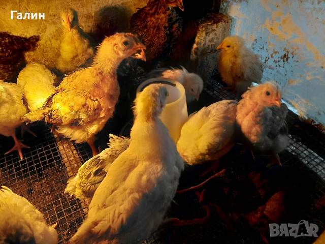 Пилета, снимка 3 - Кокошки и пуйки - 53931267