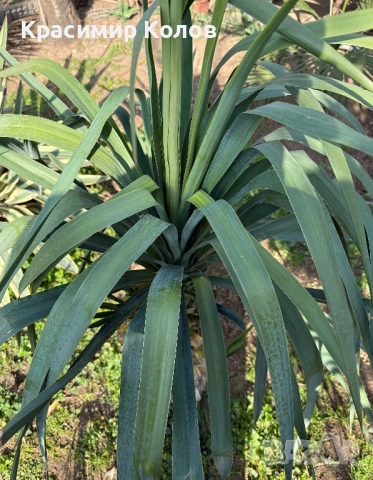 Юка рекурвифолиа, Yucca recurvifolia, декоративни растения, сухоустойчиви, студоустойчиви