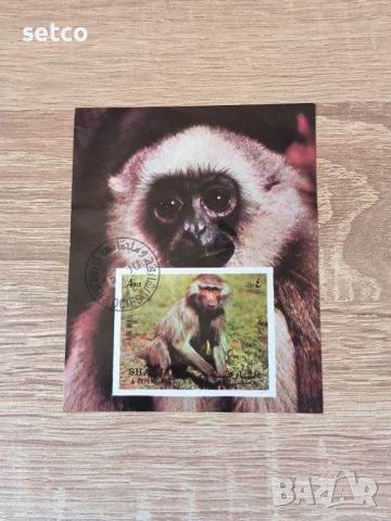 Шарджа Блок фауна маймуни 1972 г., снимка 1 - Филателия - 46433908