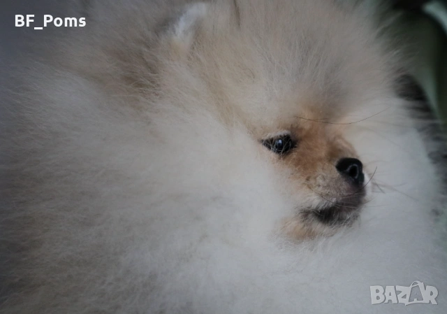 Страхотно момченце померан с родословие FCI