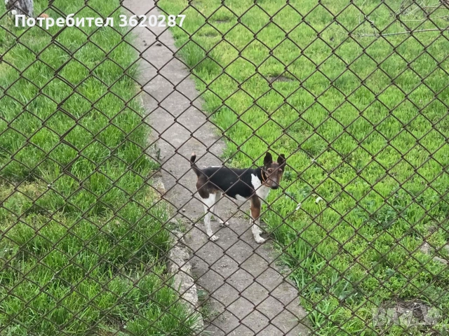 Куче Фокстериер 