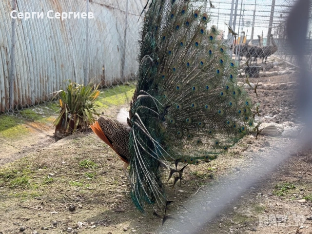 Продавам семейство пауни, снимка 4 - Кокошки и пуйки - 53652413