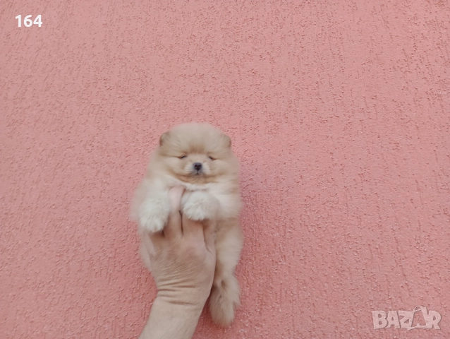 Мъжки Померан. Реални снимки!, снимка 3 - Померан - 52665520