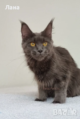 Мейн кун Мейн Куун коте Maine Coon , снимка 10 - Мейн кун - 40421222