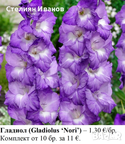 Гладиол (Gladiolus ‘Nori’) - грудки