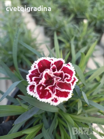 Двуцветен карамфил