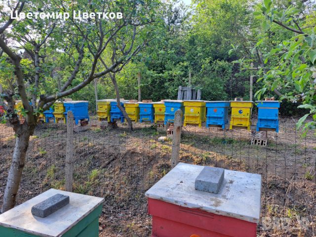 Пчелни отводки система Дадан Блат
