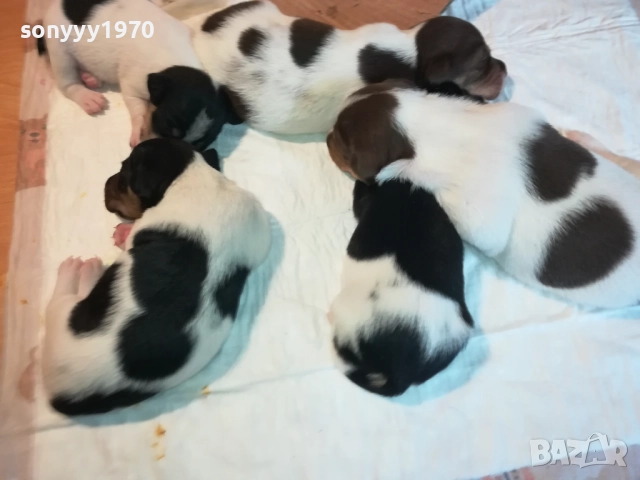 ДЖАК РЪСЕЛ БЕБЕТА-УНИКАЛНИ СЛАДУРИ 2908251855, снимка 2 - Джак ръсел териер - 51536957