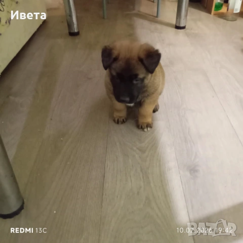 Белгийска овчарка момче, снимка 2 - Белгийска овчарка - 53458717