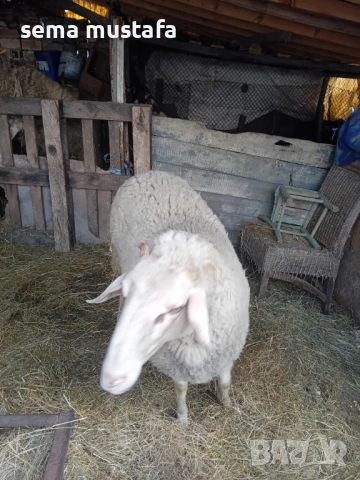 Коч и овце , снимка 2 - Овце - 53857592