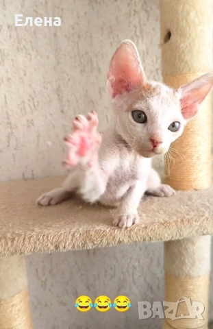 БРАШ с родословието на Донски сфинкс мъжки, снимка 4 - Сфинксове - 52281360