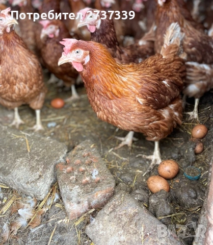 Кокошки носачки