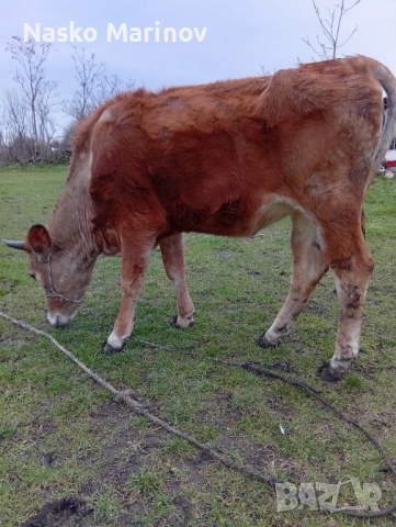 Заплодена джарсе , снимка 2 - Крави - 53366397